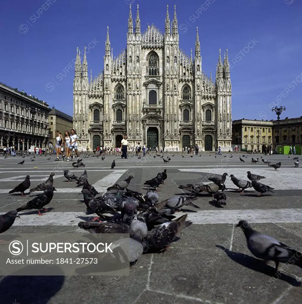 Pigeons in front of cathedral, Piazza Del Duomo, Milan, Italy