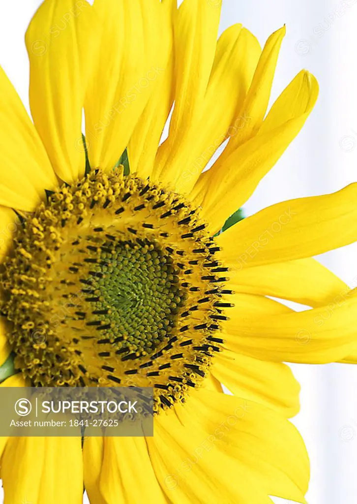 Close_up of sunflower Helianthus Annus