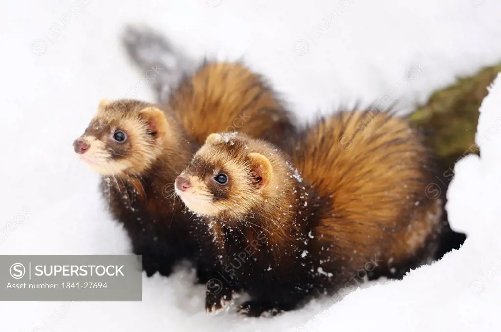 Two ferrets Mustela putorius furo in the snow, Bavaria, Germany, close_up