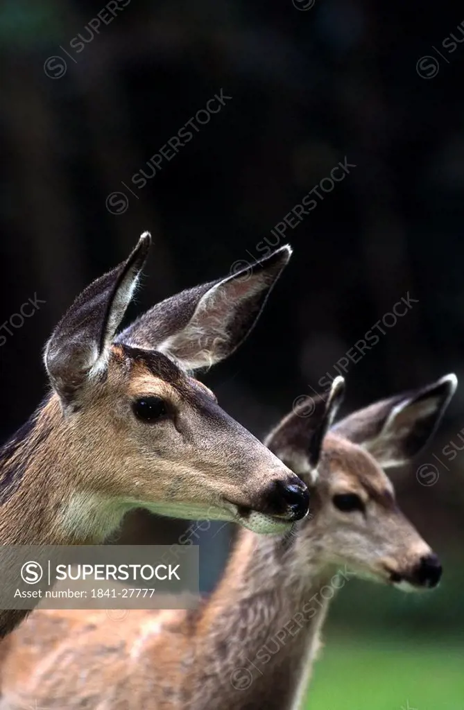 Two White_tailed deer Odocoileus virginianus in forest, Waterton National Park, Canada