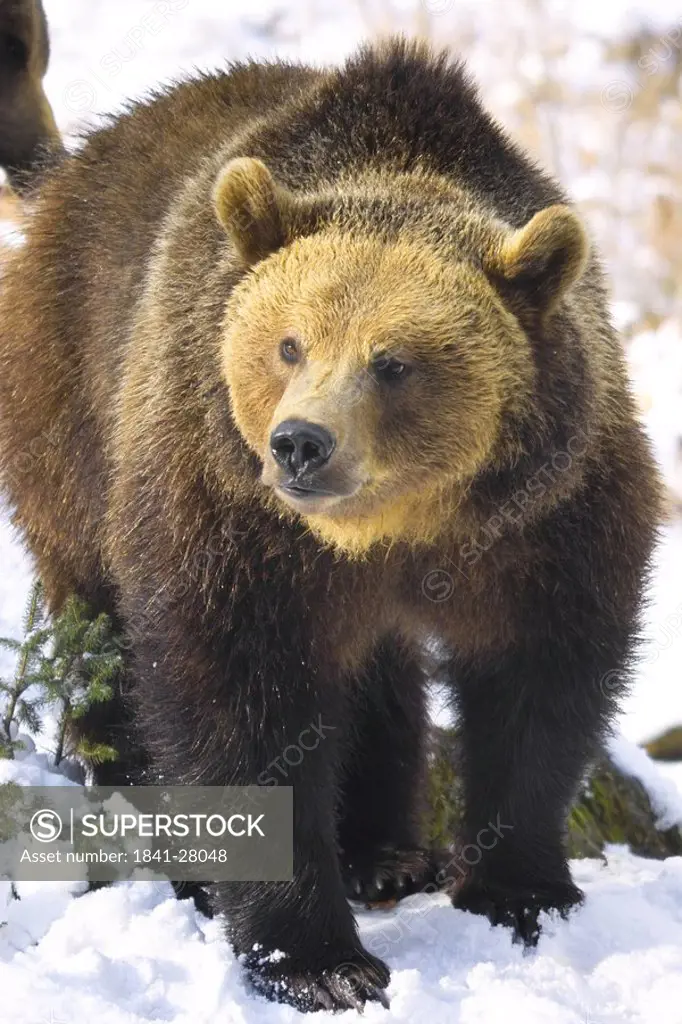 Close_up of Brown bear Ursus Arctos standing in forest, Bavarian Forest National Park, Bavaria, Germany
