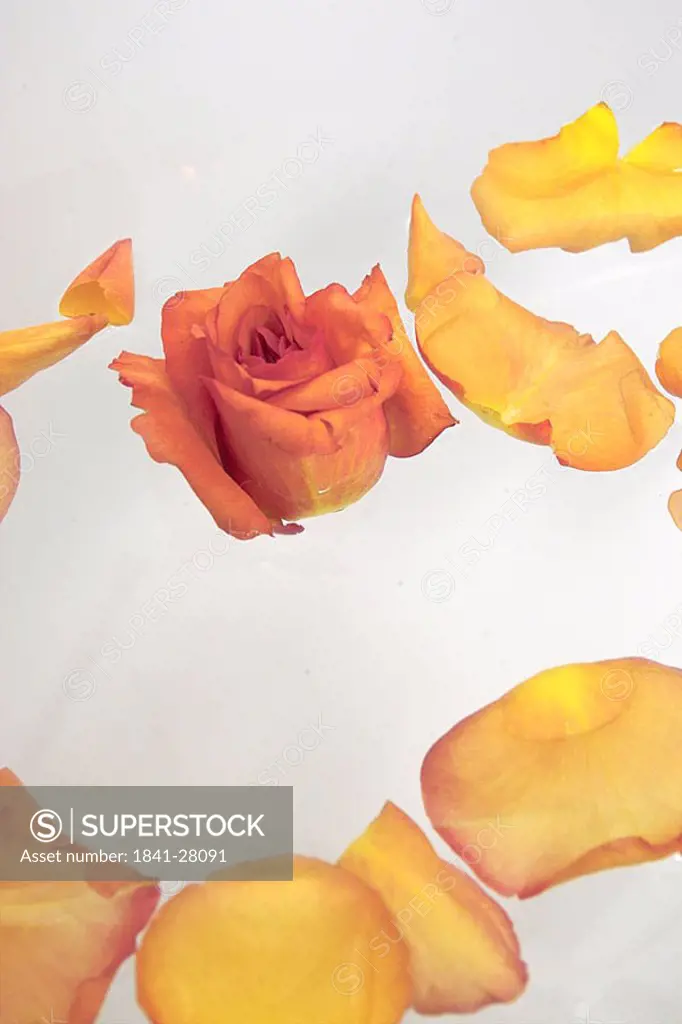 Close_up of rose and petals in water