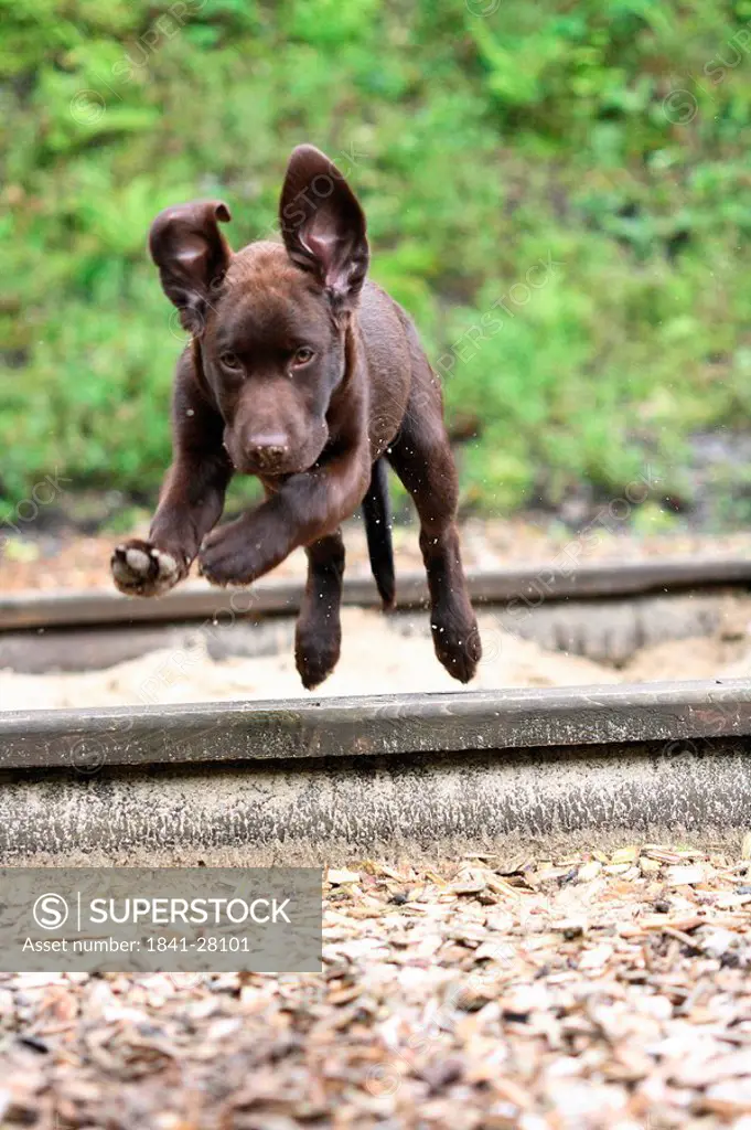 Puppy of labrador crossing railroad track