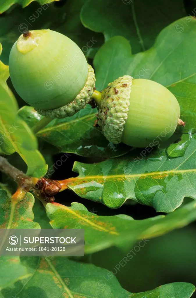 Close_up of acorns on branches of Pedunculate Oak Quercus robur tree, Jutland, Denmark