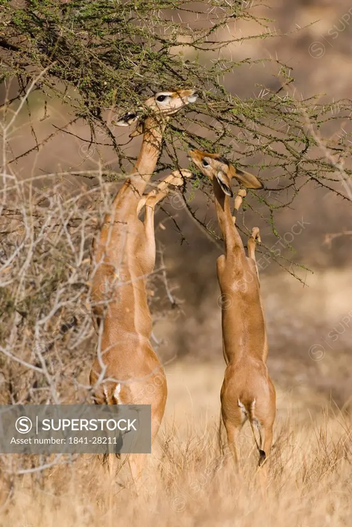 Gerenuks Litocranius walleri feeding, Samburu National Reserve, Kenya