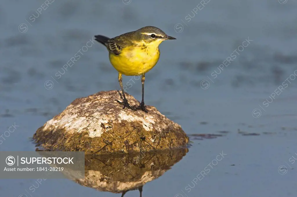 Blue_headed Yellow Wagtail Motacilla flava flava sitting on stone in the water