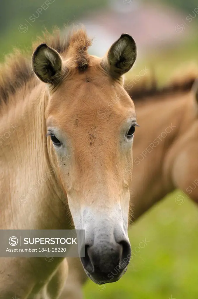 Przewalski´s wild horse, Equus przewalskii, portrait, bavarian forest, Germany