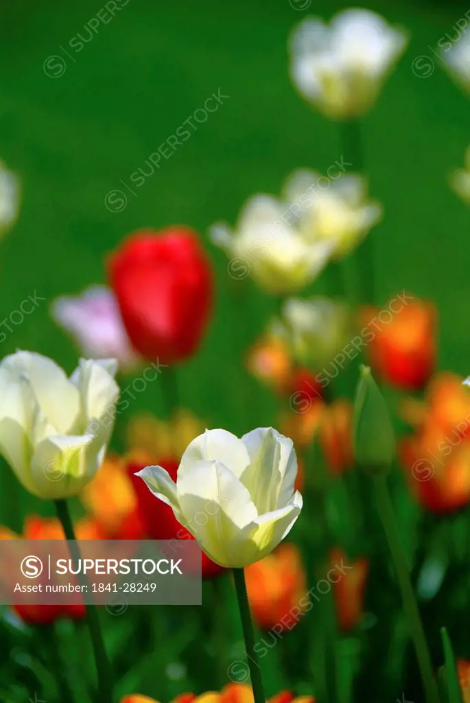Variously coloured Tulips Liliaceae, close_up