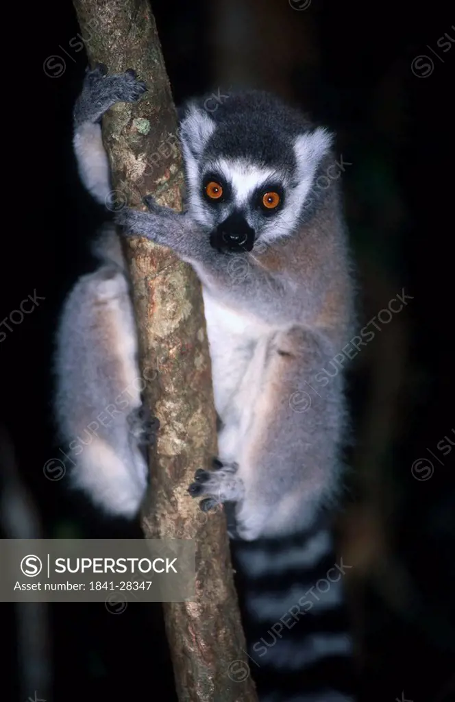 Close_up of Ringtailed lemur Lemur catta on tree, Madagascar
