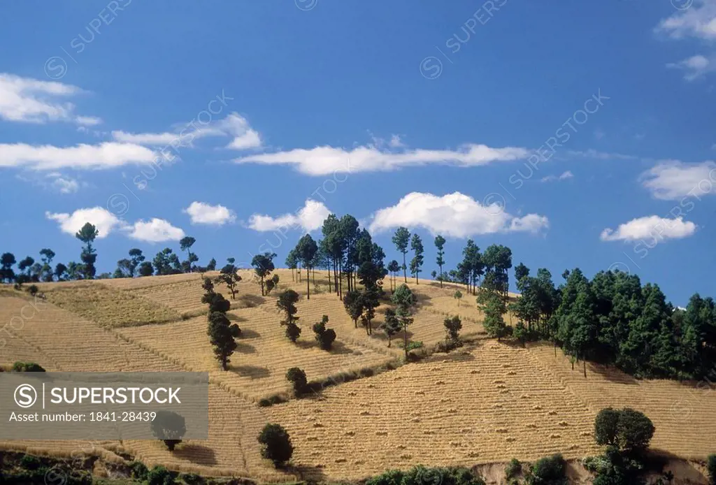 Trees on hill, Totonicapan, Guatemala