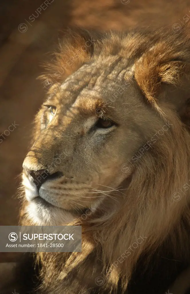Close_up of lion Panthera leo