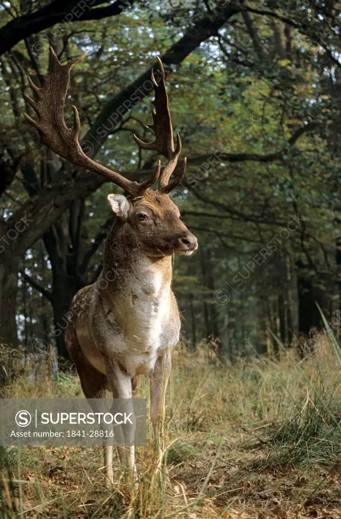 Fallow deer Dama dama standing in forest, Ivenacker Eichen, Mecklenburg_Western Pomerania, Germany
