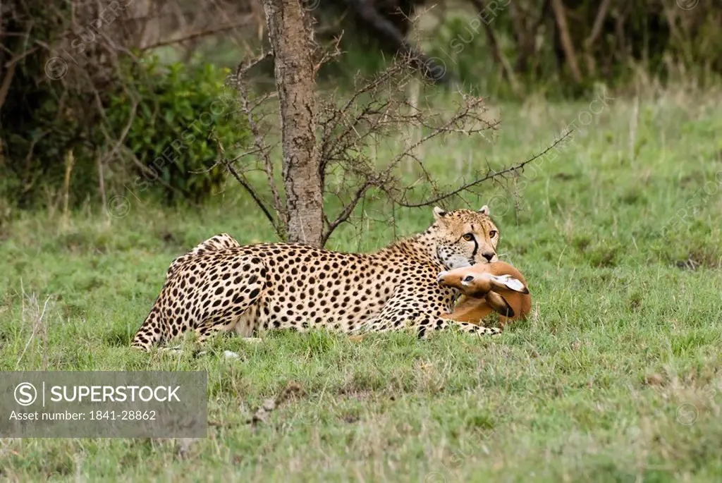 Cheetah Acinonyx jubatus with kill in its mouth, Kenya, Africa