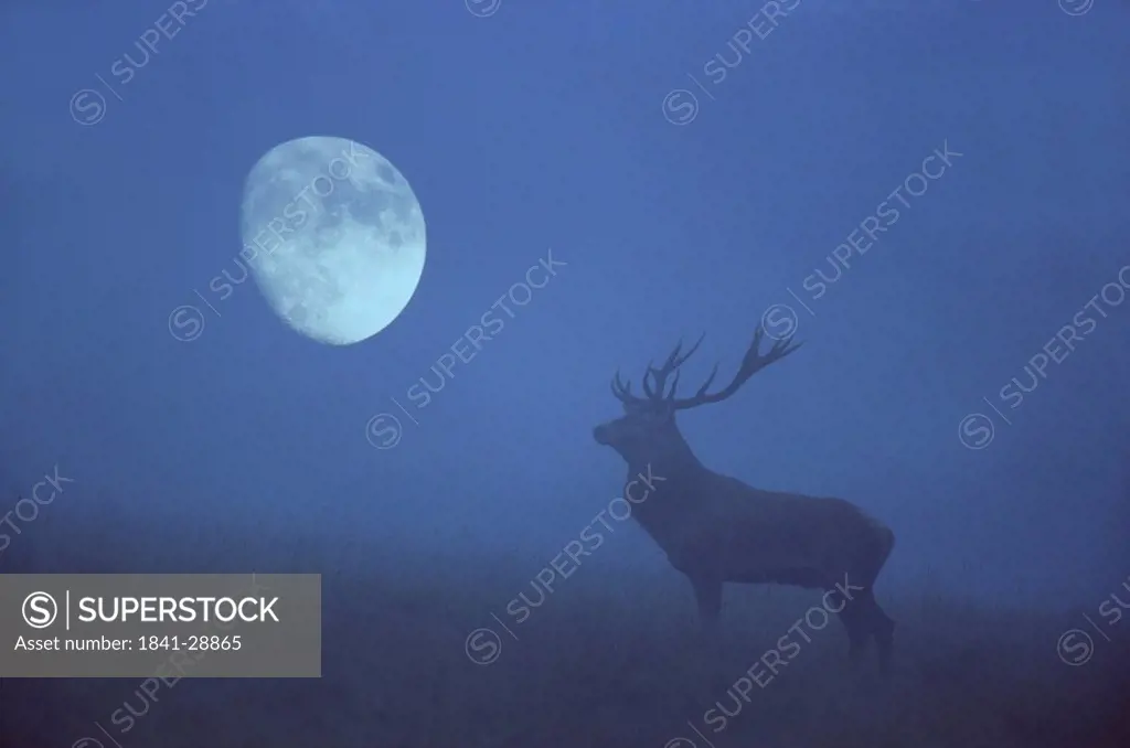 Red Deer at moonlit night on a clearing, Zealand, Dnemark, silhouette