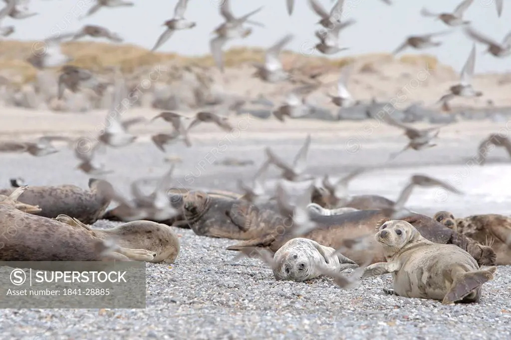 Seals and birds at beach, Helgoland, Schleswig_Holstein, Germany