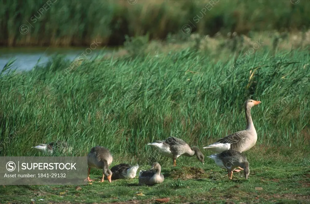 Flock of Grey Goose Anser anser in field
