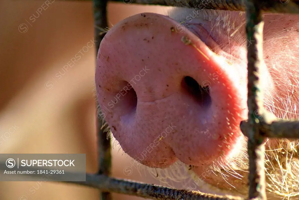 Close_up of Pietrain piglet snout