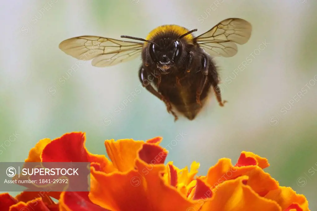 Close_up of Buff_tailed Bumblebee Bombus terrestris flying over flower