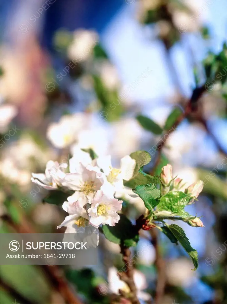Close_up of blooming flowers of apple tree