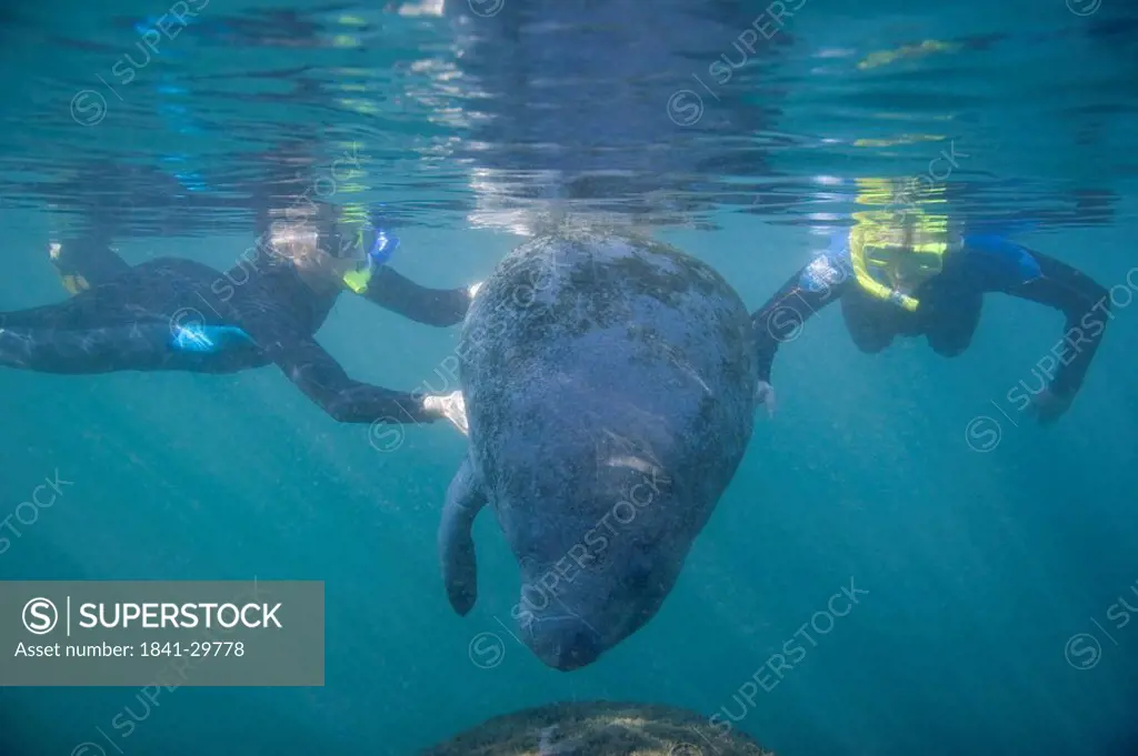 Two scuba divers touching sea cow underwater