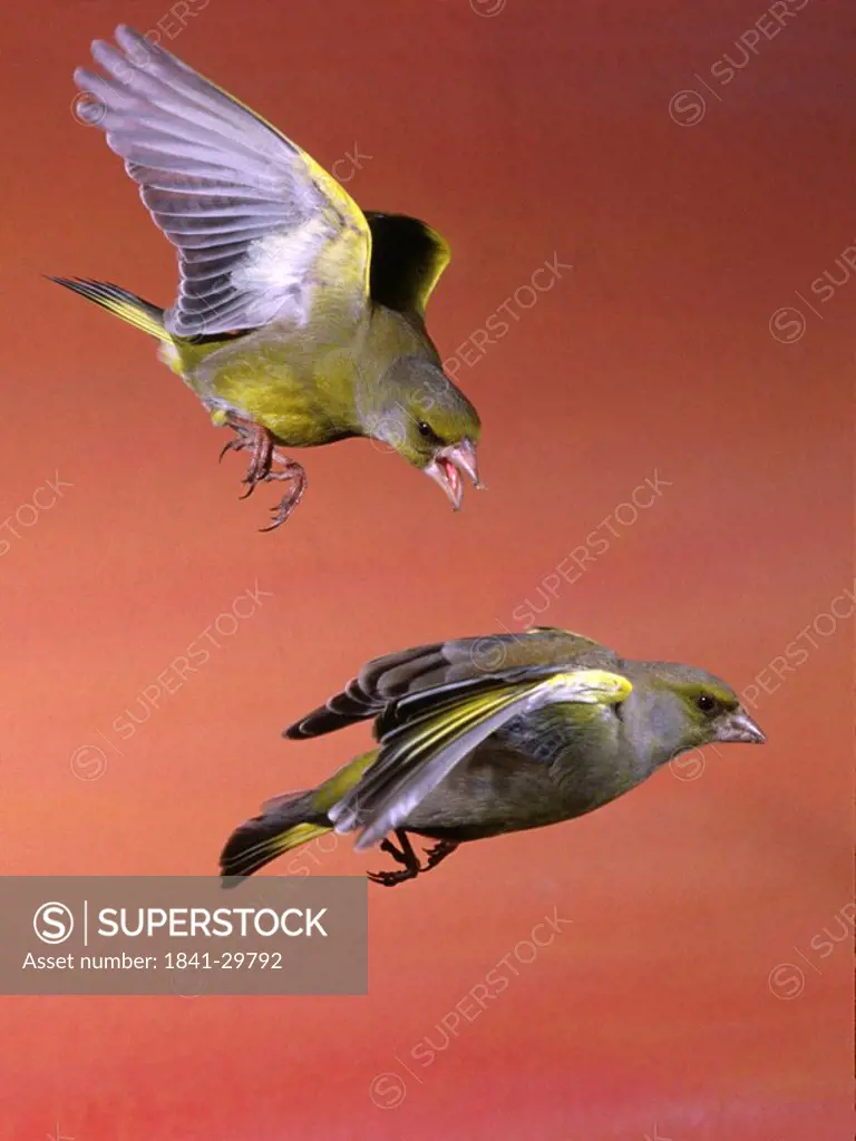 Bird preying on another bird in flight