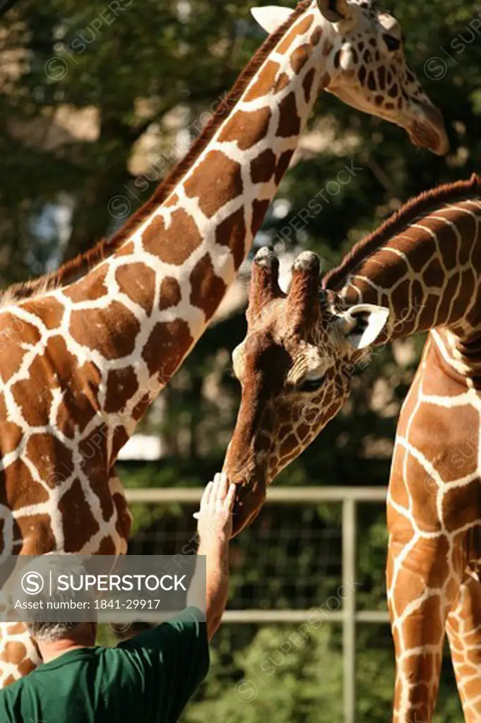 Rear view of man touching giraffe Giraffa camelopardalis