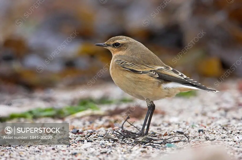 Close_up of Wheatear in field