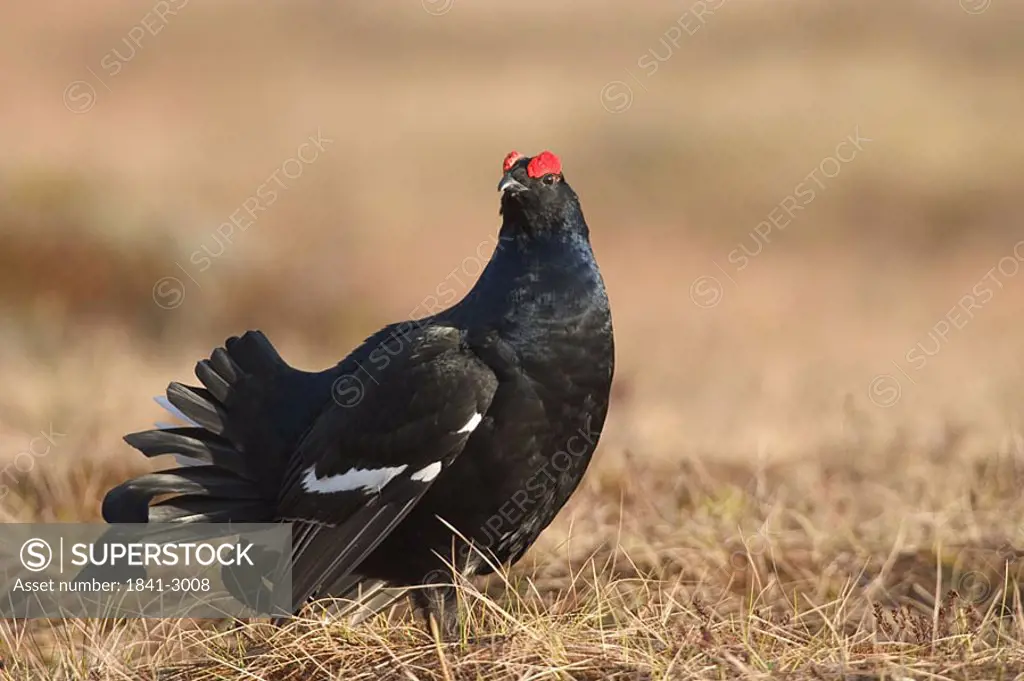 Black Grouse Tetrao tetrix bird in field
