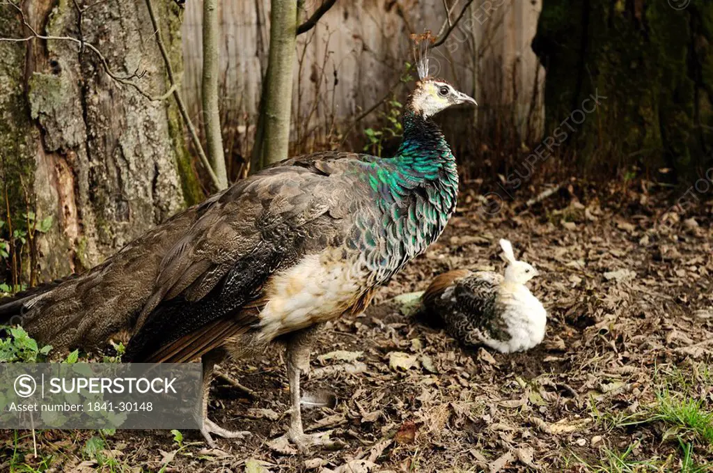 Two Indian Peafowls Pavo cristatus, mother and peachick, high angle view