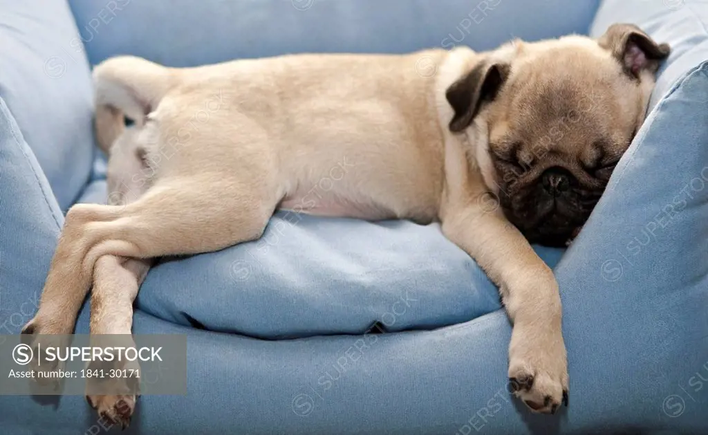Pug, pug, sleeping in chair