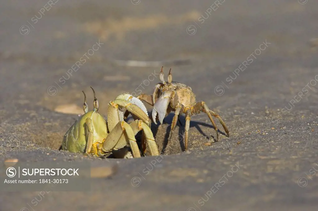 Two crabs on the beach, close_up