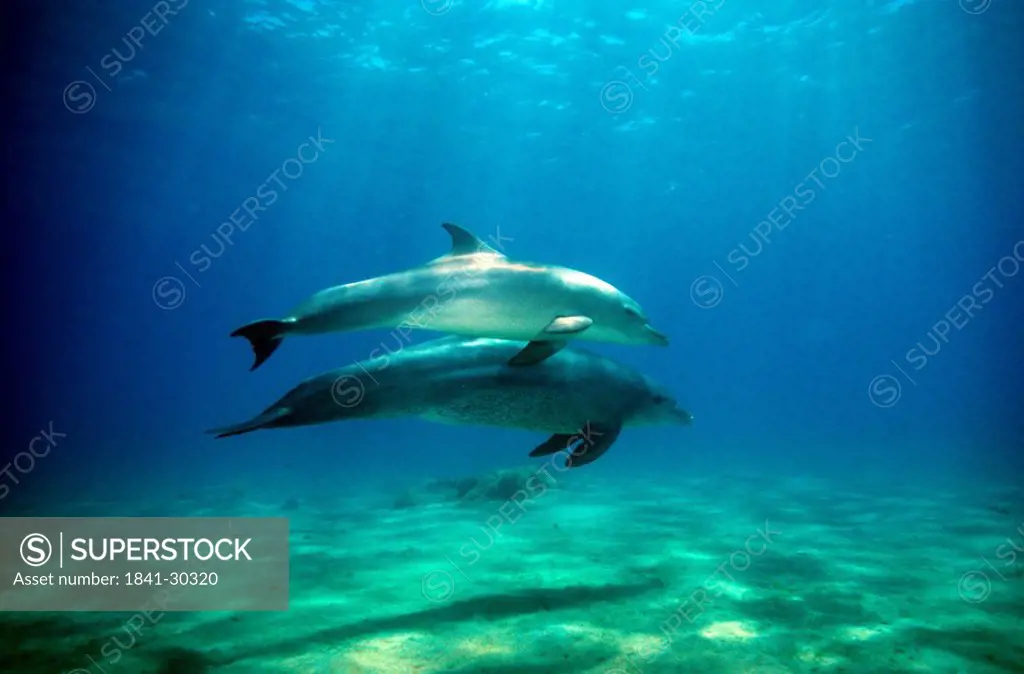 Two Bottle_nosed dolphins Tursiops Truncatus swimming underwater, Egypt