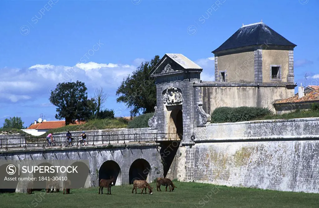 Horses grazing grass in fort, France