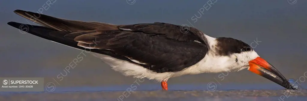Close_up of Black Skimmer Rynchops niger foraging in shore