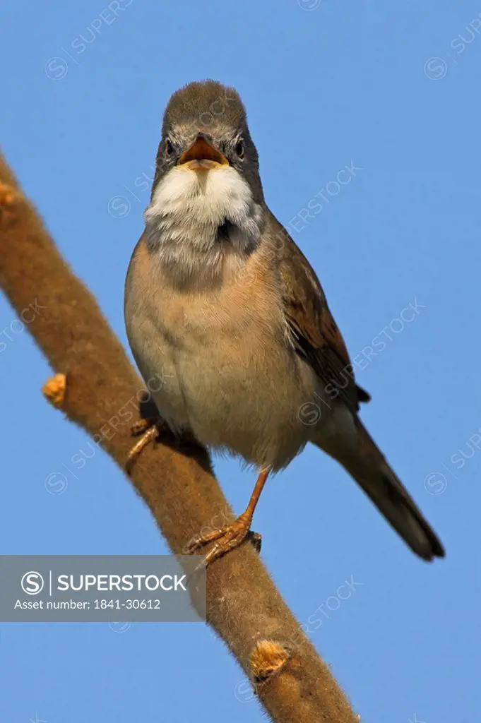 Close_up of Whitethroat Sylvia Communis perching on branch