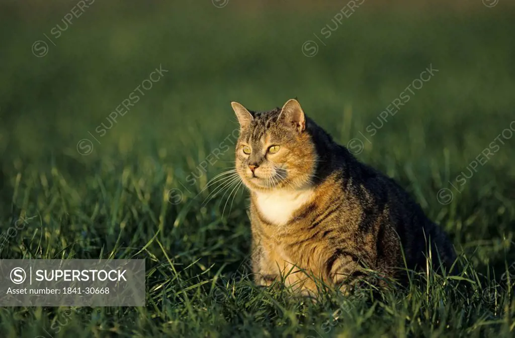 Close_up of cat sitting in field, Schleswig_Holstein, Germany