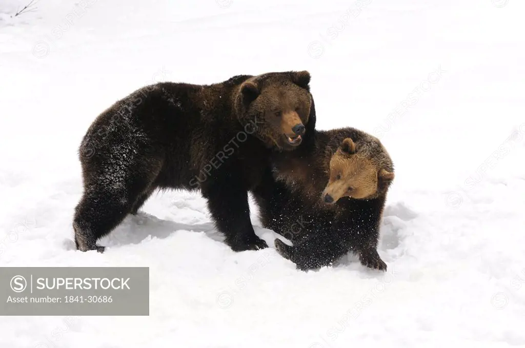 Two Brown bear Ursus arctos playing in snow, Bavarian Forest National Park, Bavaria, Germany