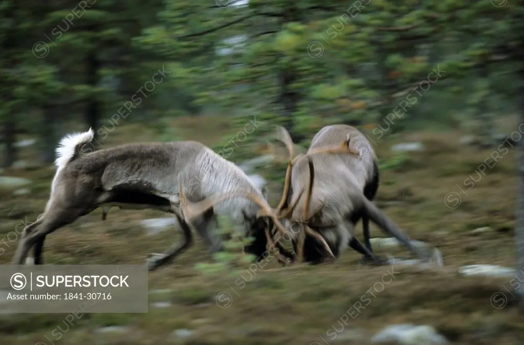 Reindeer bulls Rangifer tarandus in duel, Jamtland, Sweden