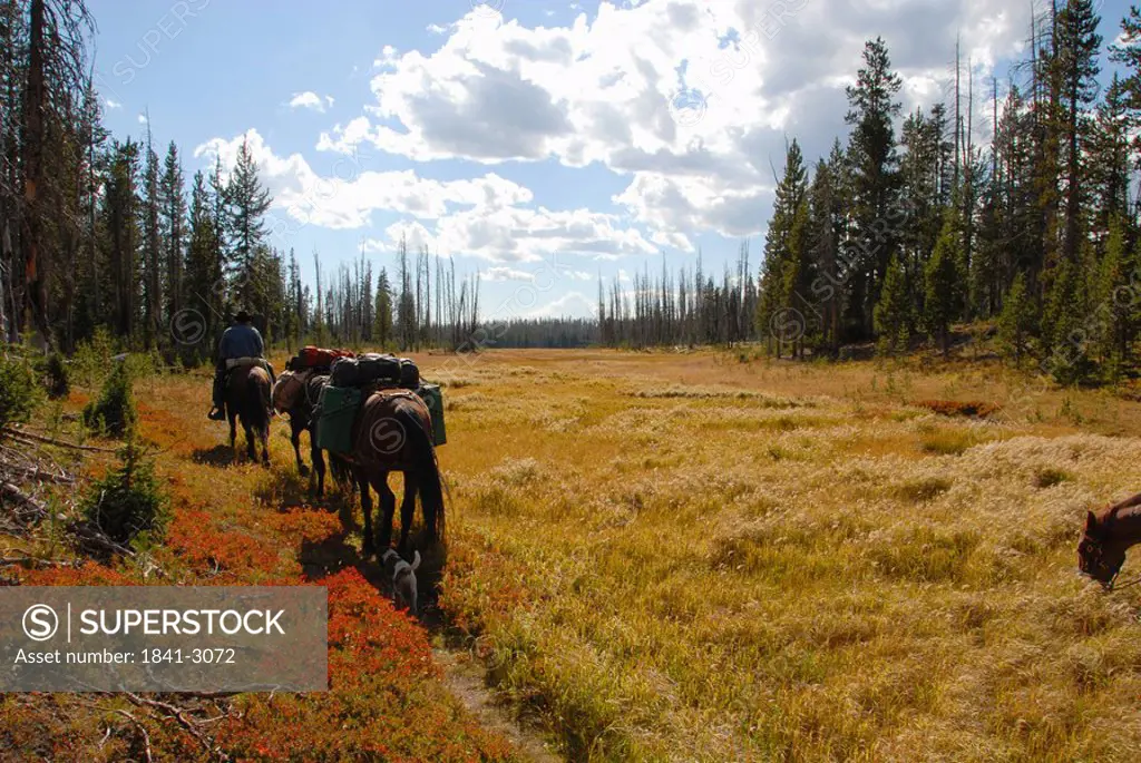 Person riding horse in forest, Yellowstone National Park, Wyoming, USA