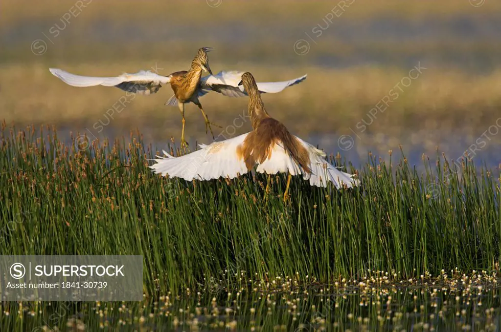 Squacco Herons Ardeola ralloides in a duel