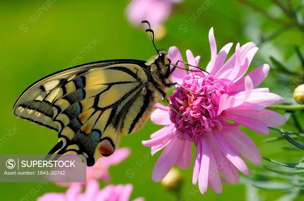 Old World Swallowtail Papilio machaon sitting on pink blossom, side view