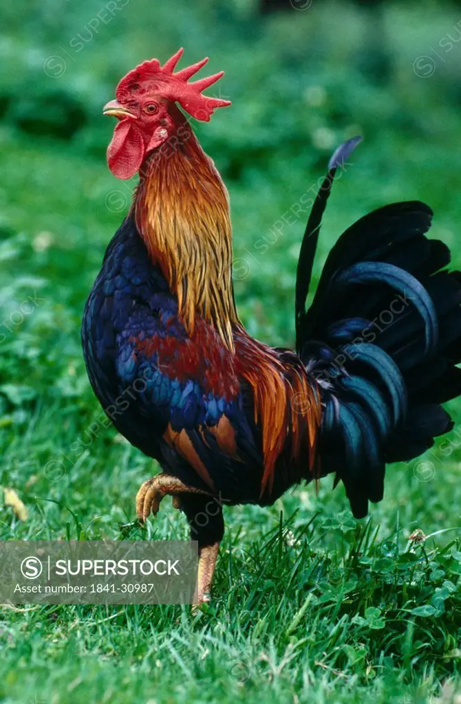 Close_up of rooster walking in field
