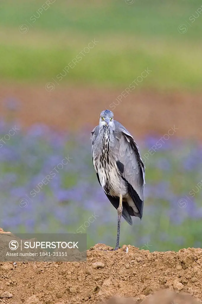 Close_up of Grey Heron Ardea cinerea bird standing on one leg in field