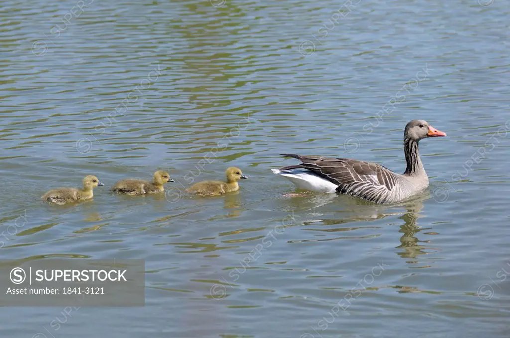 Goose swimming with goslings, side view