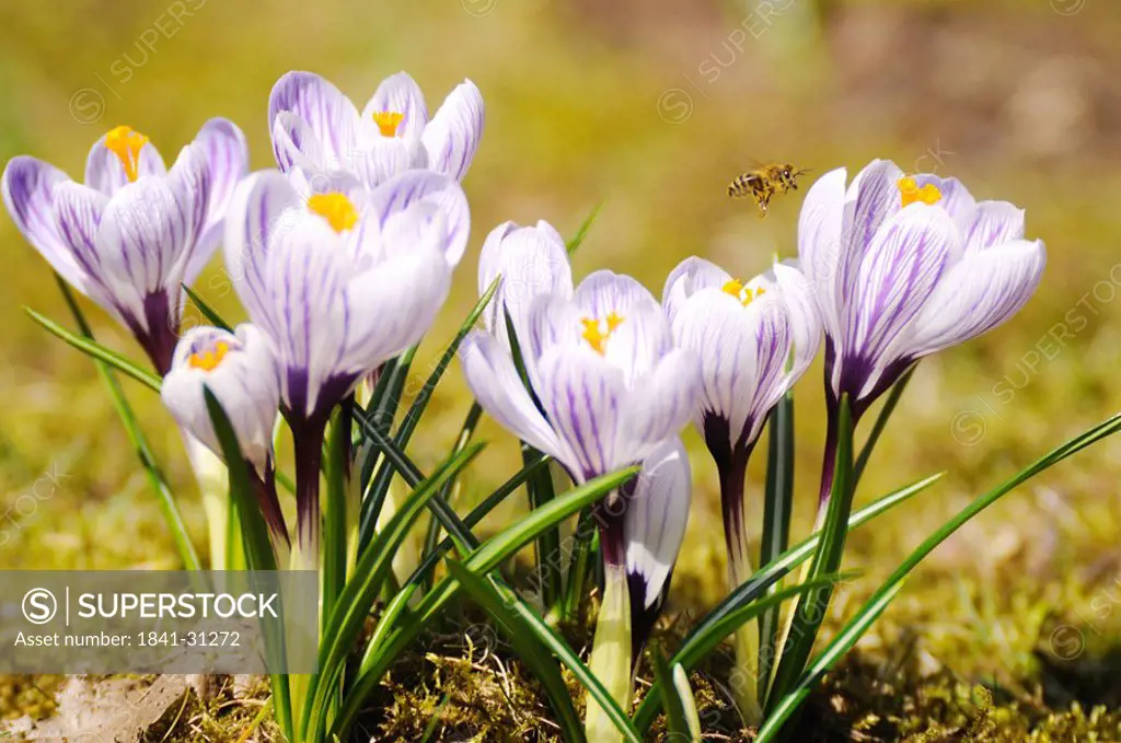 Close_up of bee pollinating crocus flower in field, Franconia, Bavaria, Germany