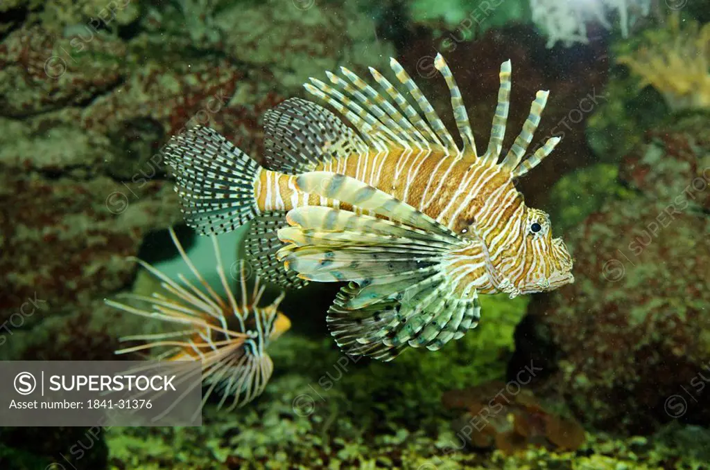 Lionfish Pterois volitans, side view