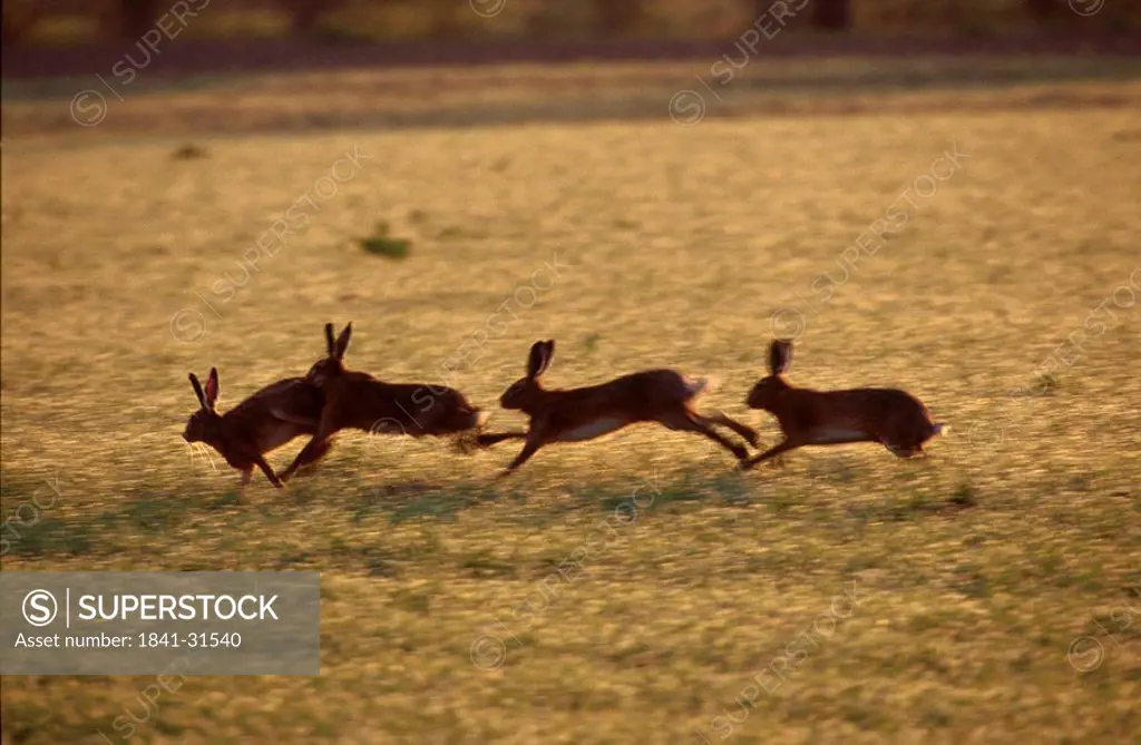 Brown Hares Lepus europaeus running in field, Germany