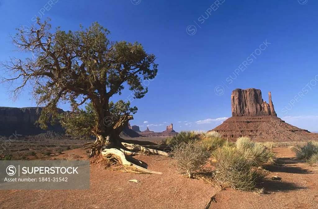 Tree and sandstone rock on landscape, Merrick Butte, Monument Valley, Utah, USA