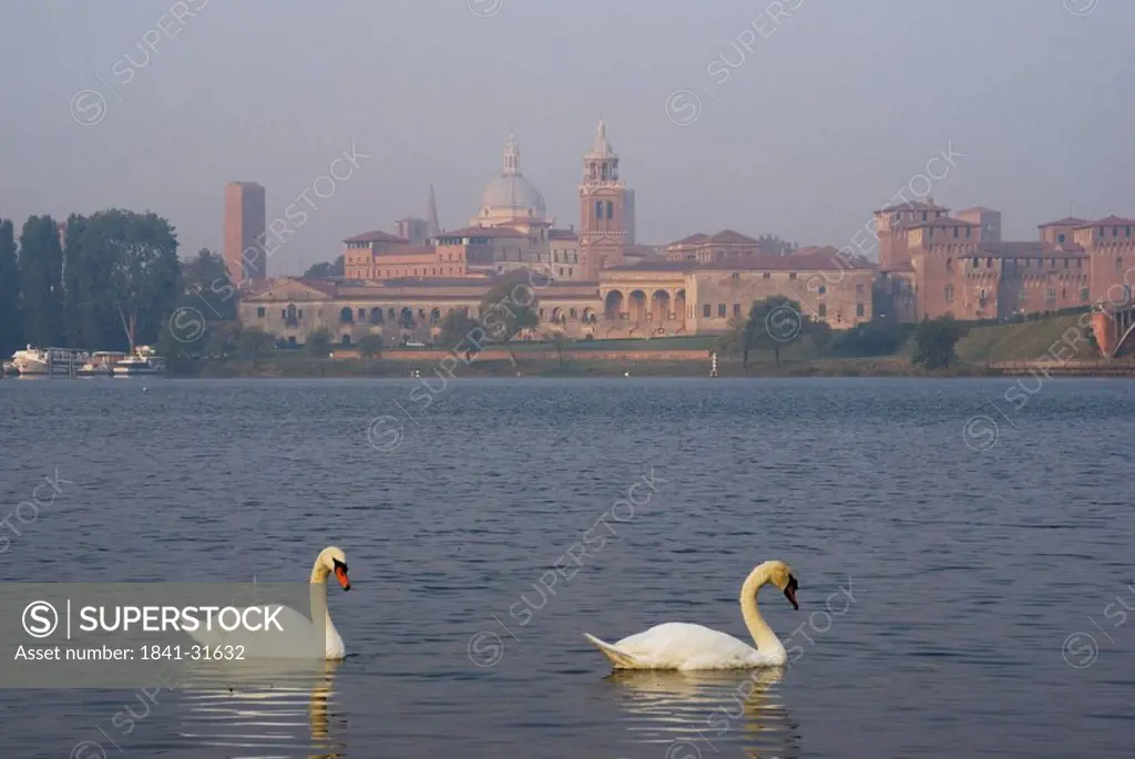 Two swans floating on water, Palazzo Ducale, Mantua, Lombardy, Italy
