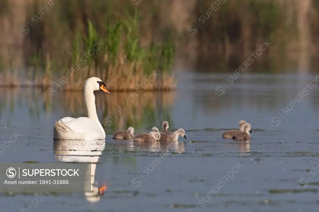 swan family, full shot